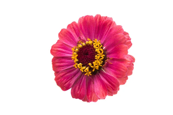 Zinnia flor isolada — Fotografia de Stock