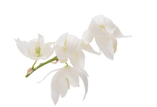 Fiore di yucca isolato — Foto Stock