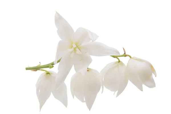 Yucca bloem geïsoleerd — Stockfoto