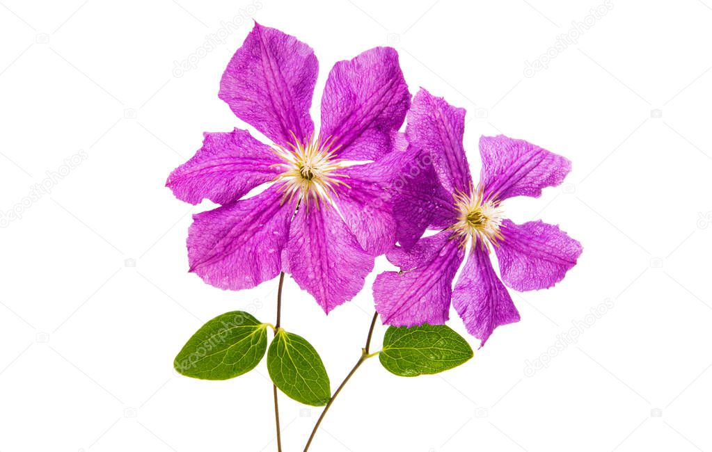 Clematis flower isolated 