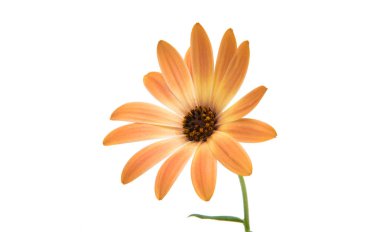 Cape daisies isolated  clipart