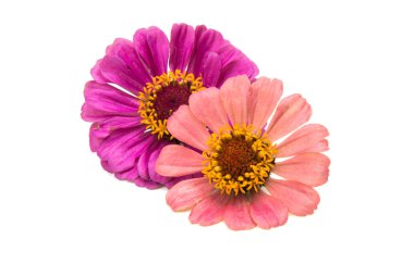 izole zinnia çiçeği 