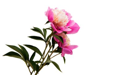 Şakayık romantik hediye izole 