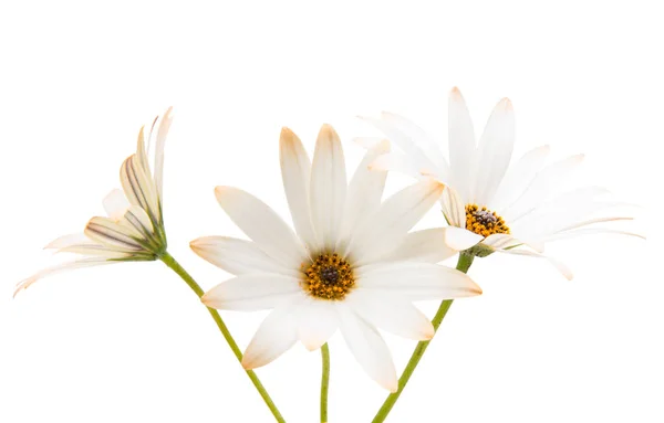 Marguerites du Cap isolées — Photo