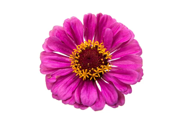 Zinnia bloem geïsoleerd — Stockfoto