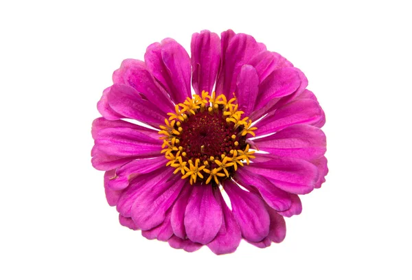 Zinnia fiore isolato — Foto Stock