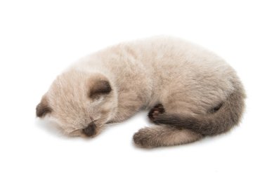 İzole güzel lop-eared yavru kedi 