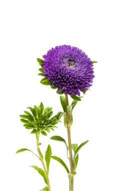 Güzel krizantem izole 