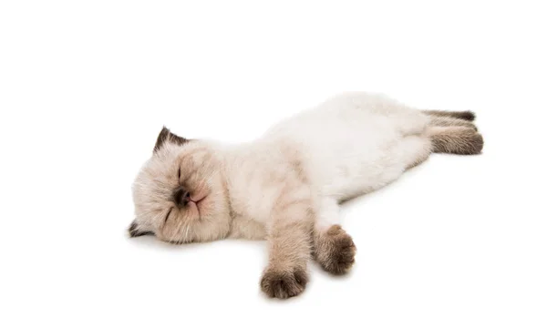 分離された美しいスコティッシュフォールド子猫 — ストック写真