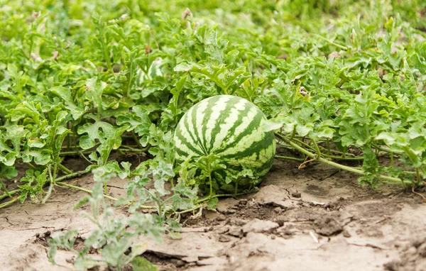 Watermelon growing in the garden — Stock Photo, Image