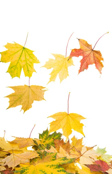 Achtergrond van gele herfstbladeren — Stockfoto