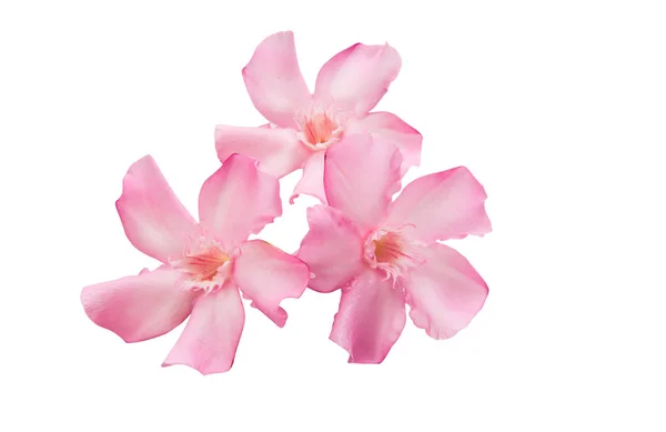 Roze oleanders geïsoleerd — Stockfoto