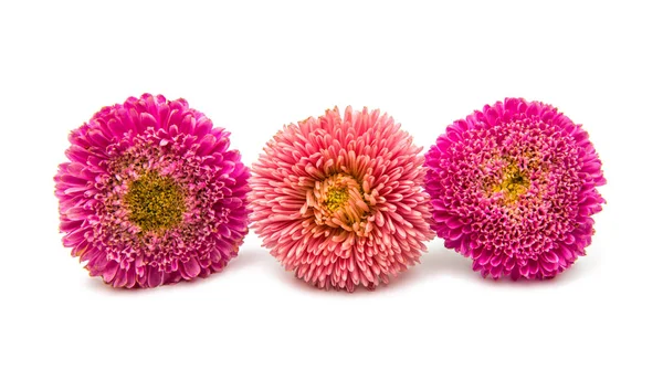 Prachtig chrysanthemum geïsoleerd — Stockfoto