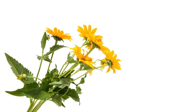 黄色の花を隔離 — ストック写真