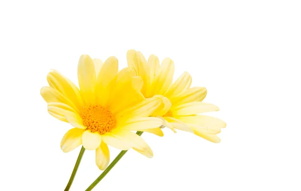 Yellow flower isolated — Stock Photo, Image