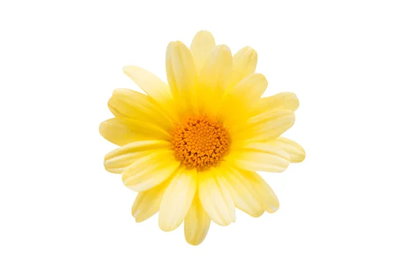 Yellow flower isolated — Stock Photo, Image