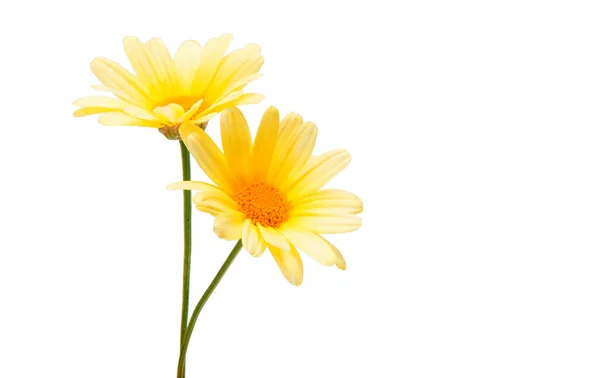 Yellow flower isolated — Stock Photo, Image