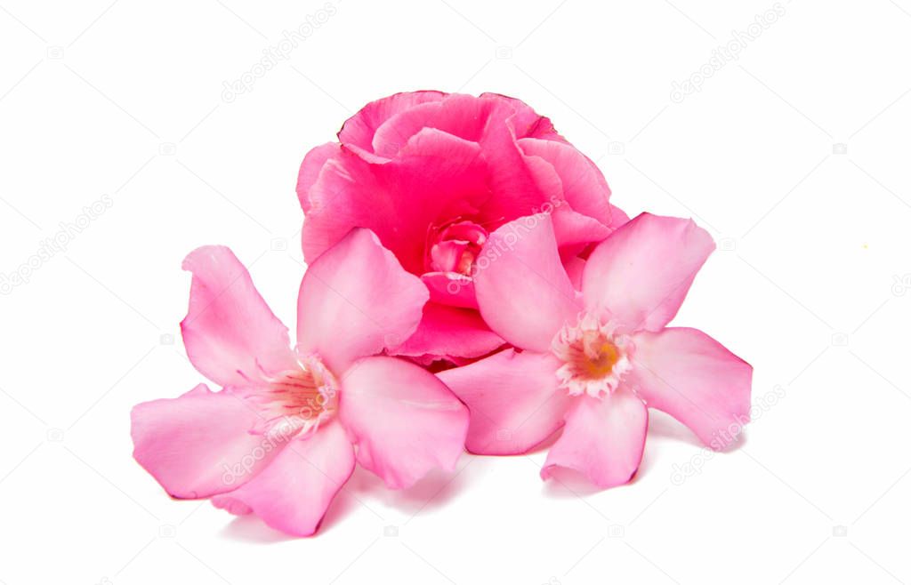 Pink oleander isolated 