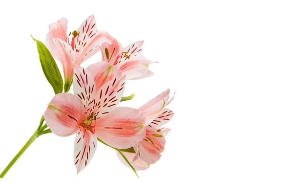 Alstremeria piękno kwiat — Zdjęcie stockowe