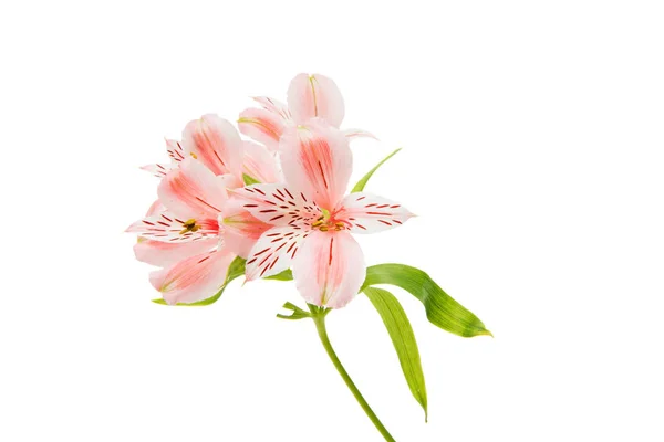 Alstroemeria schoonheid bloem — Stockfoto