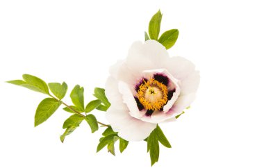 izole Şakayık çiçeği 