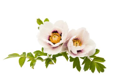 izole Şakayık çiçeği 