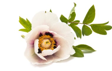 izole Şakayık çiçeği 