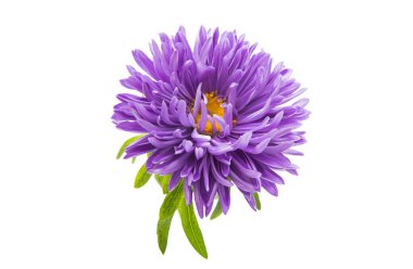 izole aster çiçek 