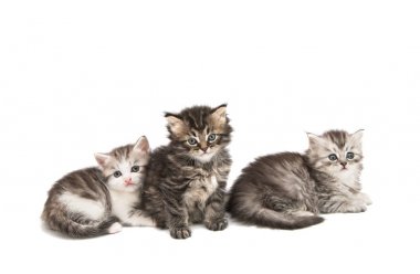 İzole küçük tüylü yavru kedi