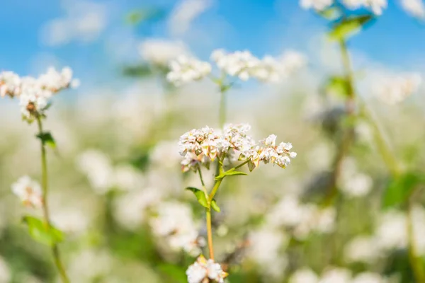 Buckwheat växer på fältet — Stockfoto
