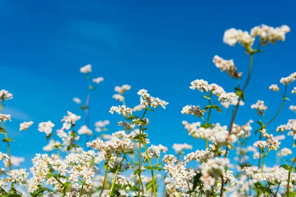 Buckwheat växer på fältet — Stockfoto