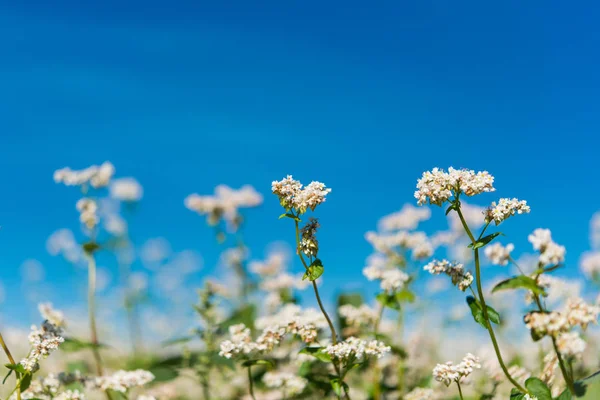 Grano saraceno in campo — Foto Stock