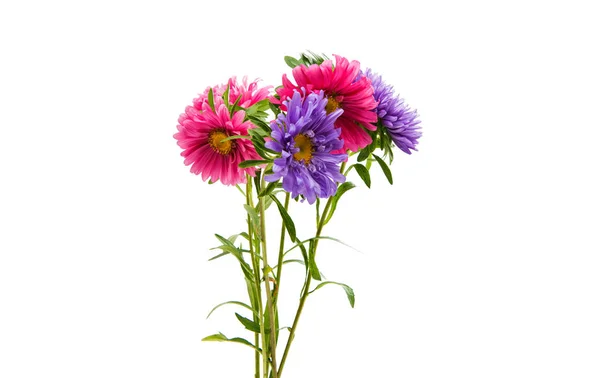 Aster flower isolated — Stock Photo, Image