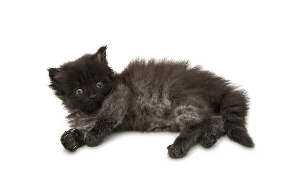 Маленький пухнастий кошеня ізольований — стокове фото