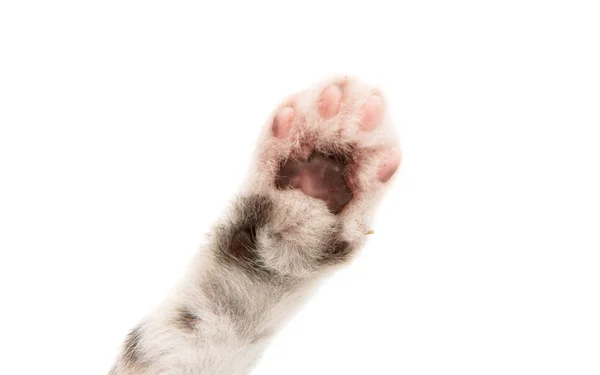 Pequeño gatito esponjoso aislado —  Fotos de Stock