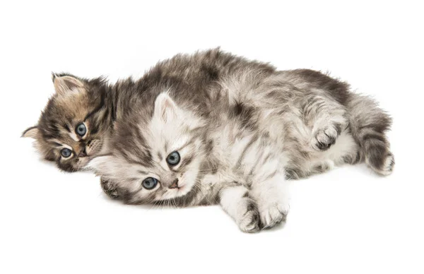 Malé chlupaté kotě izolované — Stock fotografie