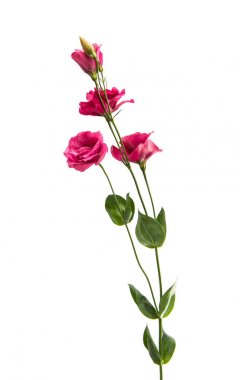 Güzel eustoma izole 