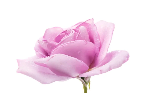 Lila rose geïsoleerd — Stockfoto