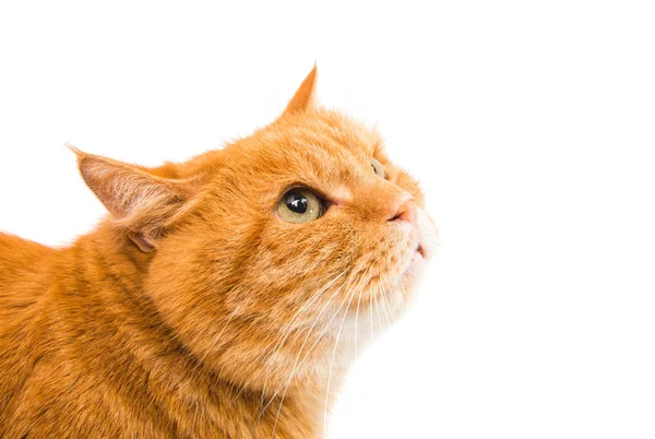 Червоний кіт, ізольовані — стокове фото