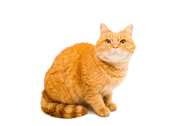 Gato rojo aislado — Foto de Stock