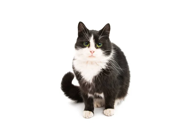 Schwarz-weiße Katze — Stockfoto