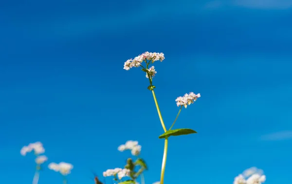 Buckwheat växer på fältet — Stockfoto