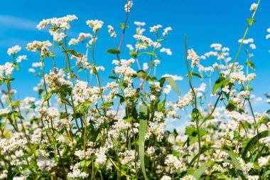 Sahada büyüyen buğday