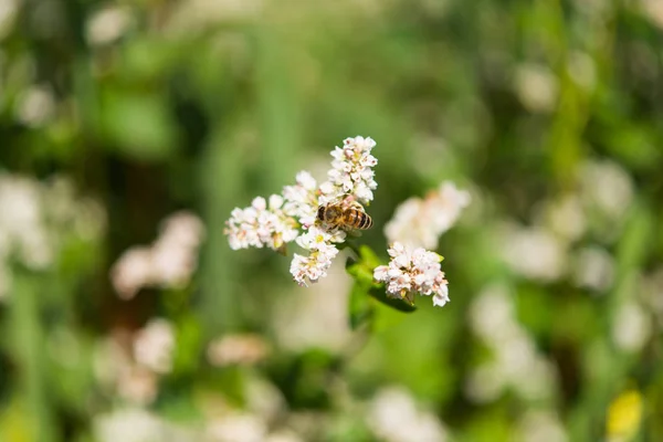 Buckwheat växer på fältet — Stockfoto