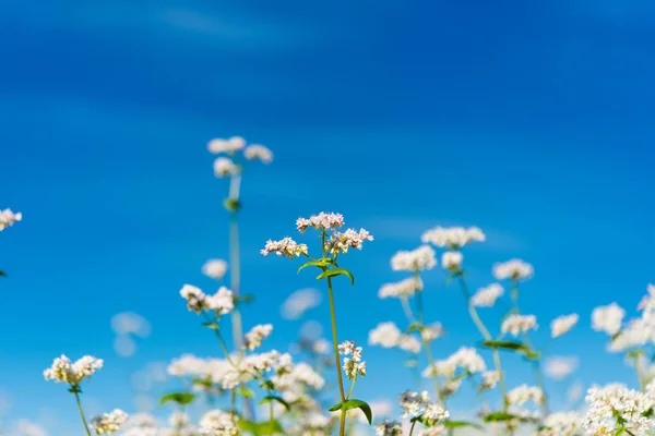 Buckwheat växer på fältet — Stockfoto