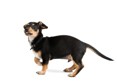 Dachshund Köpek izole 