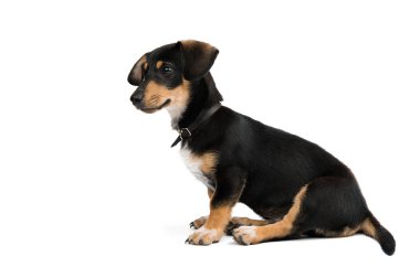 Dachshund Köpek izole 