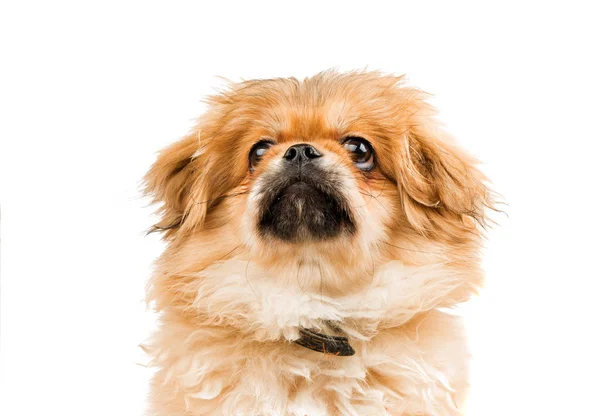 Pekinese isolerade hund — Stockfoto