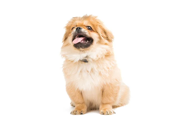 Pekinese dog isolated — Stock Photo, Image