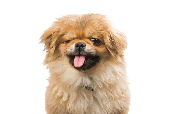 Cão pekinês isolado — Fotografia de Stock